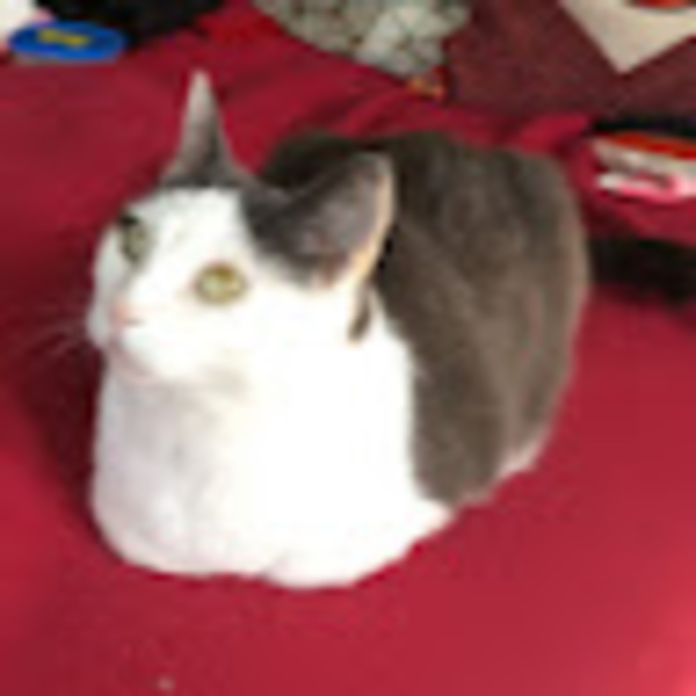 Meet your Posher, Cy cat